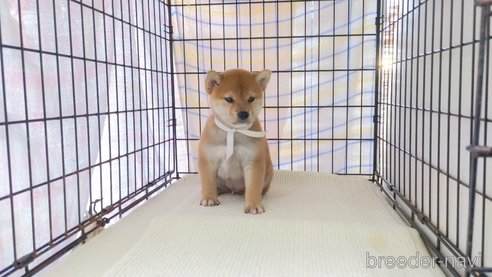 成約済の茨城県の柴犬-271605の4枚目