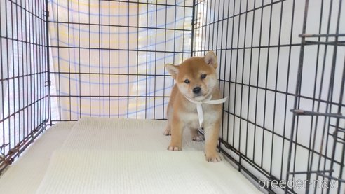 成約済の茨城県の柴犬-271605の3枚目