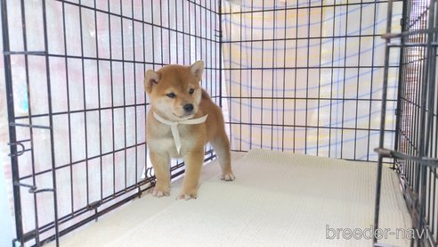 成約済の茨城県の柴犬-271605の2枚目
