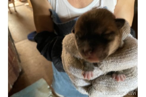 成約済の広島県の柴犬-271608の7枚目