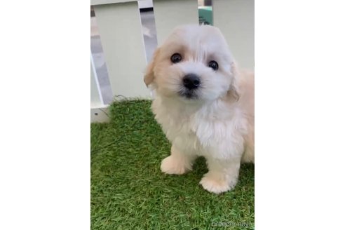 成約済の福岡県のマルプー:マルチーズ×トイプードル-265581の5枚目