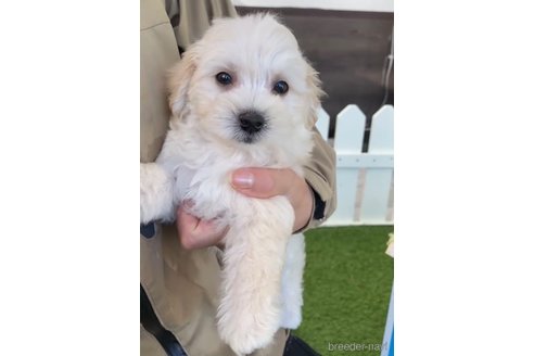 成約済の福岡県のマルプー:マルチーズ×トイプードル-265581の2枚目