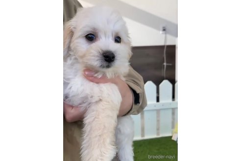 成約済の福岡県のマルプー:マルチーズ×トイプードル-265581の3枚目