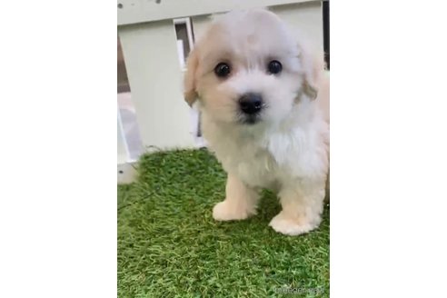 成約済の福岡県のマルプー:マルチーズ×トイプードル-265581の4枚目