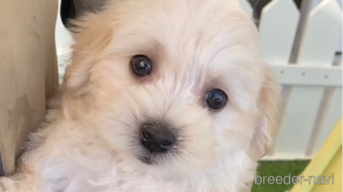 成約済の福岡県のマルプー:マルチーズ×トイプードル-265581