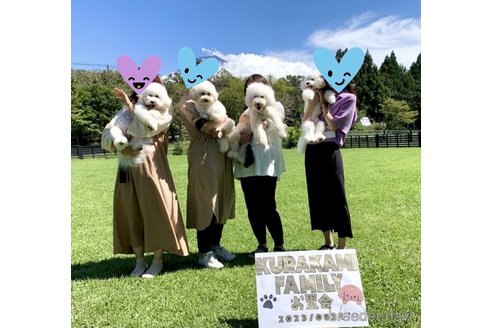 成約済の静岡県のビションプー:ビションフリーゼ×トイプードル-271629の11枚目