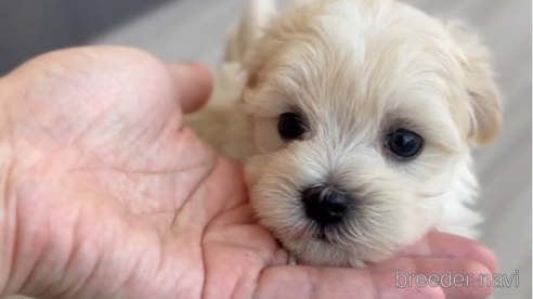 成約済の福岡県のマルプー:マルチーズ×トイプードル-268589の4枚目