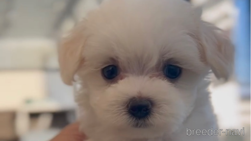 成約済の福岡県のマルプー:マルチーズ×トイプードル-268586の1枚目