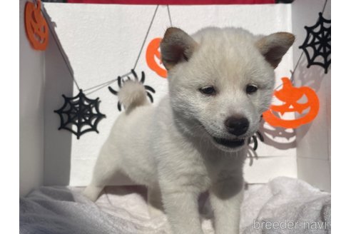 成約済の広島県の柴犬-266685の2枚目