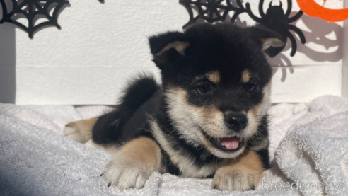 成約済の広島県の柴犬-266687の1枚目