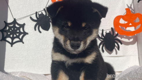 成約済の広島県の柴犬-266688