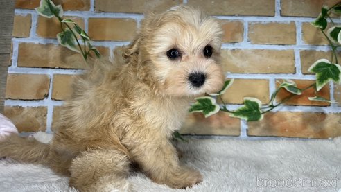 成約済の愛知県のミックス犬-265819の8枚目