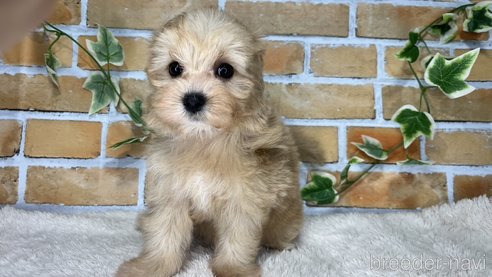 成約済の愛知県のミックス犬-265819の7枚目