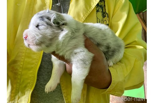 成約済の長野県のボーダーコリー-271681の5枚目