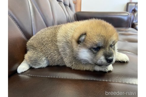 成約済の滋賀県の豆柴-267653の3枚目