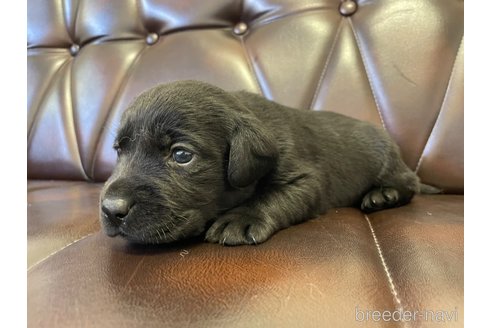 成約済の滋賀県のラブラドールレトリーバー-267650の3枚目