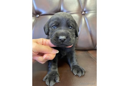 成約済の滋賀県のラブラドールレトリーバー-266995の1枚目