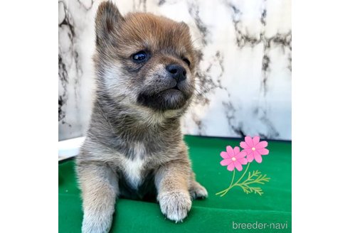 成約済の茨城県のミックス犬-271695の20枚目