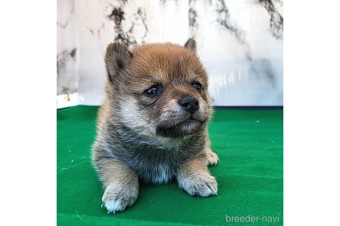 成約済の茨城県のミックス犬-271695の24枚目