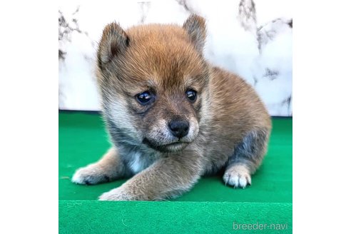 成約済の茨城県のミックス犬-271695の23枚目