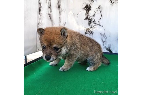 成約済の茨城県のミックス犬-271695の22枚目