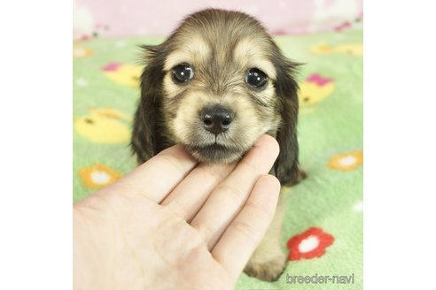 成約済の兵庫県のミニチュアダックスフンド(ロングヘアード)-271698