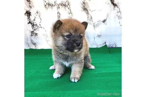 成約済の茨城県のミックス犬-271699の9枚目