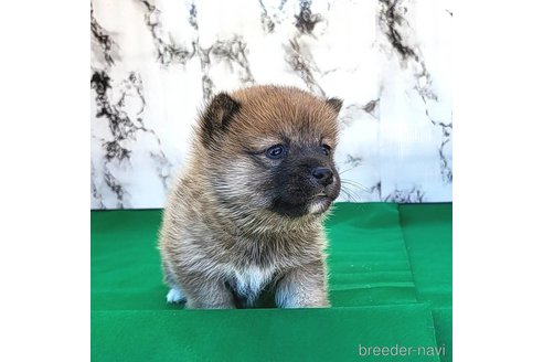 成約済の茨城県のミックス犬-271699の8枚目