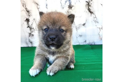 成約済の茨城県のミックス犬-271699の7枚目