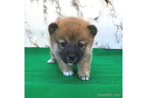 成約済の茨城県のミックス犬-271699の6枚目