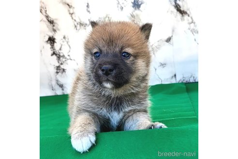成約済の茨城県のミックス犬-271699の5枚目