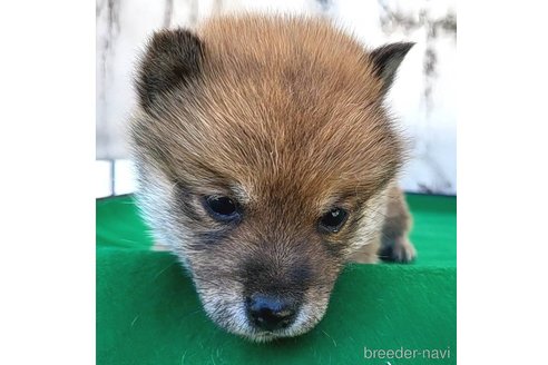 成約済の茨城県のミックス犬-271703の4枚目