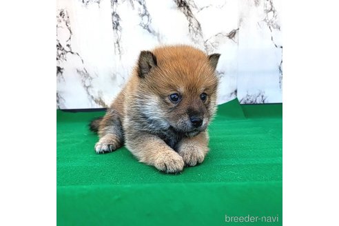 成約済の茨城県のミックス犬-271703の3枚目