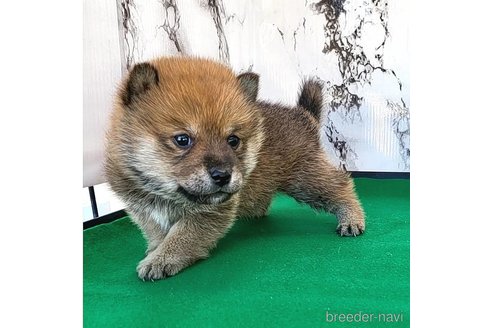成約済の茨城県のミックス犬-271703の2枚目