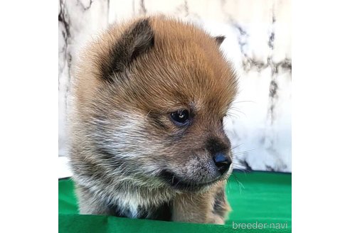 成約済の茨城県のミックス犬-271703の5枚目