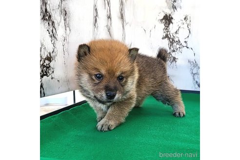 成約済の茨城県のミックス犬-271703の1枚目