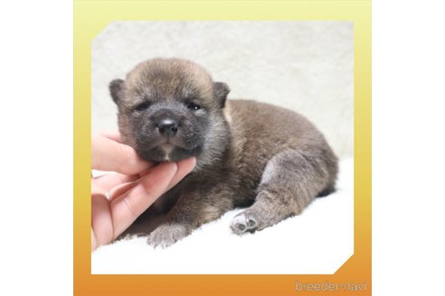 成約済の岡山県の柴犬-271707の24枚目