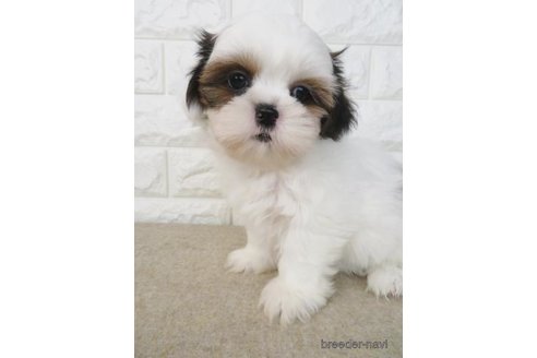 成約済の大阪府のシーズー-271730の1枚目