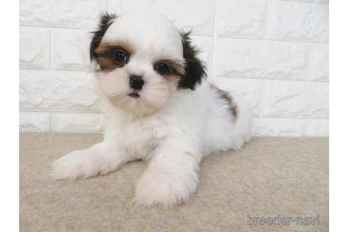 成約済の大阪府のシーズー-271730の5枚目