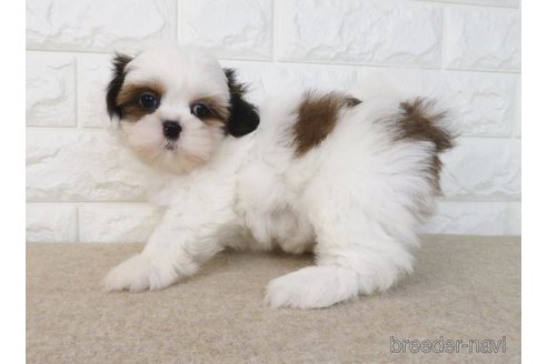 成約済の大阪府のシーズー-271730の6枚目