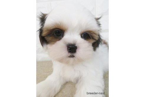 成約済の大阪府のシーズー-271730の3枚目