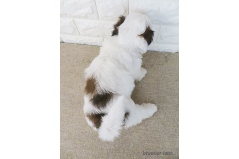 成約済の大阪府のシーズー-271730の2枚目