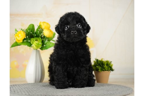 成約済の千葉県のトイプードル-270452の4枚目