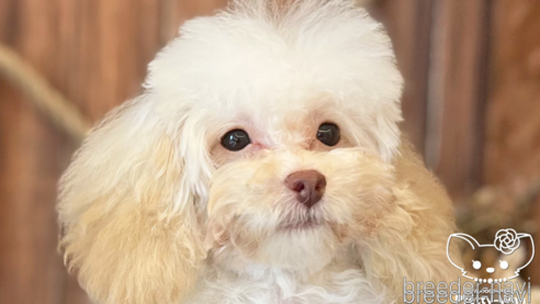 成約済の愛知県のトイプードル-245720