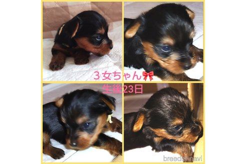 成約済の千葉県のヨークシャーテリア-268318の15枚目