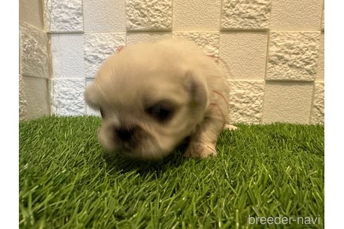 成約済の愛知県のペキニーズ-271808の2枚目