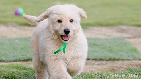 成約済の茨城県のミックス犬-260414の4枚目