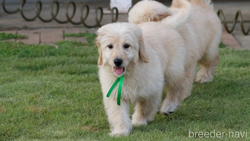 成約済の茨城県のミックス犬-260414の5枚目