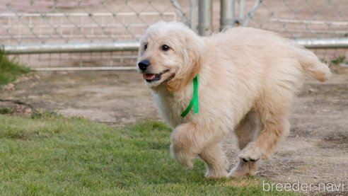 成約済の茨城県のミックス犬-260414の2枚目