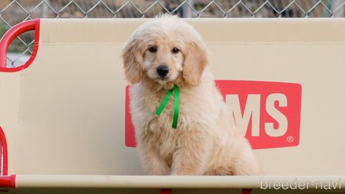 成約済の茨城県のミックス犬-260414の3枚目